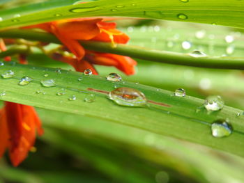 Close-up of raindrops on leaves