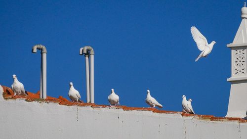 Seagulls perching on a wall