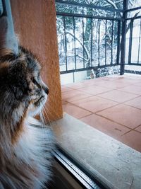 Close-up of a cat