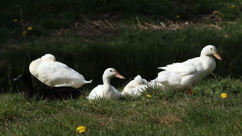 White birds on field