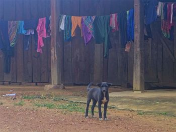Dog hanging on clothesline