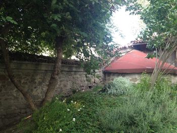 Plants growing on old building in field