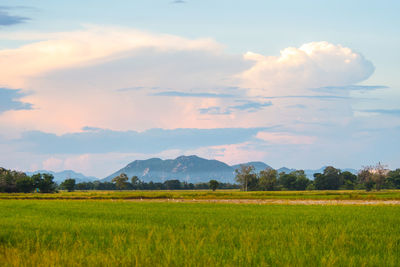 Scenic view of agricultural field against sky