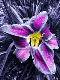 Close-up of purple flower