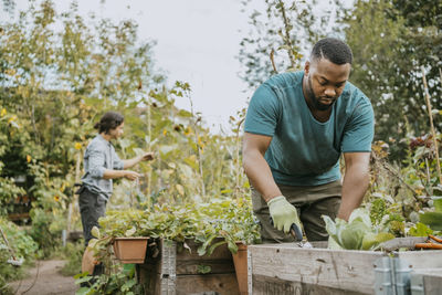 Male farmer planting in box at community garden