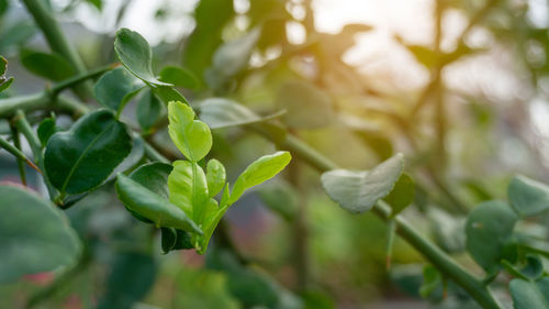 Greenery branches of kaffir lime leaves plant with green leaf bud, makrut or thai lime citrus fruit