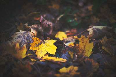 Yellow autumn leaf on the ground