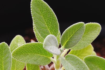 Close-up of plant against black background