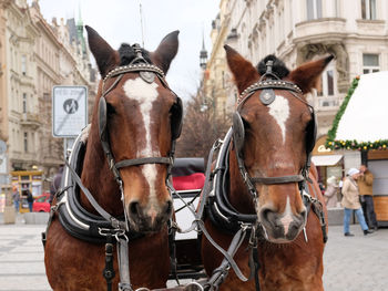 Two brown horses are harnessed to cart for driving tourists in prague old town square. 