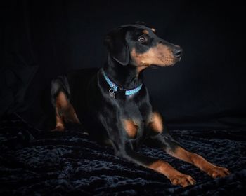 Close-up of dog sitting against black background