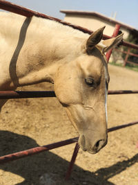 Close-up of a horse