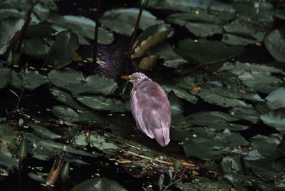 Close-up of duck floating on water at night