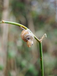 Close-up of snail on plant