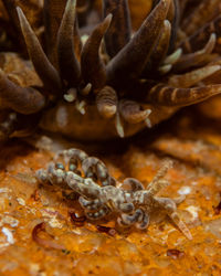Close-up of mushrooms