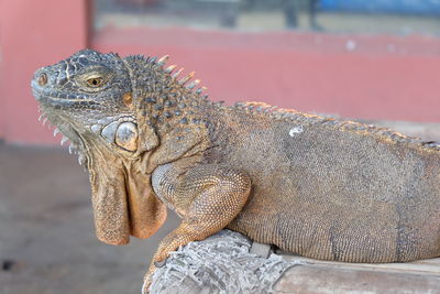 Close-up of a lizard