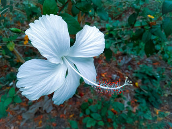 Close-up of white flowering plant