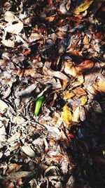 High angle view of dry leaves on land