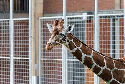Giraffe in zoo
