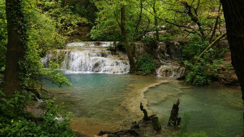 Waterfall amidst trees in forest