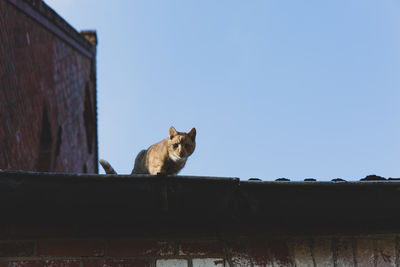 Low angle view of a cat sitting against the wall