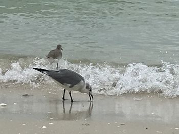 View of seagull on beach