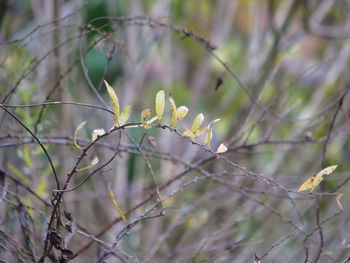 Close-up of plant with leaves