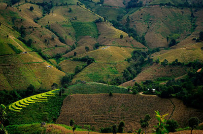 High angle view of agricultural field