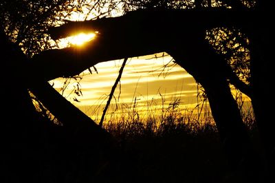 Silhouette trees on field against sky during sunset