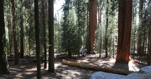 Trees in forest