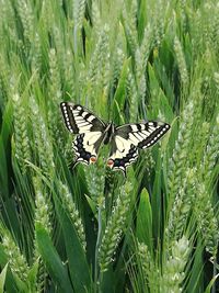 Butterfly on flower