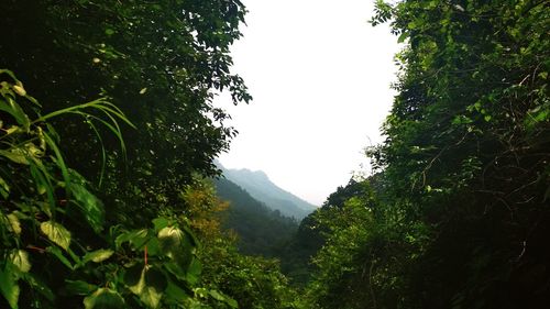 Scenic view of trees and mountains against sky