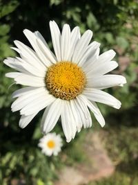 Close-up of white daisy