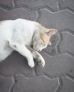 Cat lying down