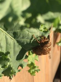 Close-up of insect on plant