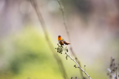 Close-up of bird perching on plant