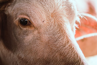 Close-up of a horse