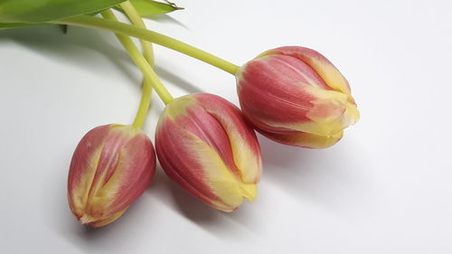 Close-up of fruit against white background