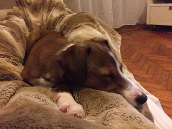 Close-up of dog sleeping