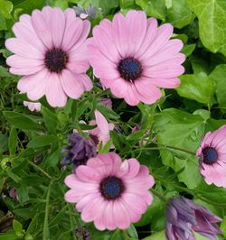 Close-up of pink flowers blooming outdoors