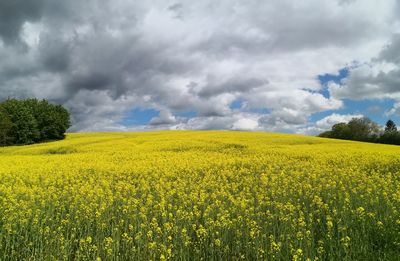 Scenic view of oilseed rape field against cloudy sky