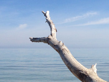 Dead tree by sea against sky