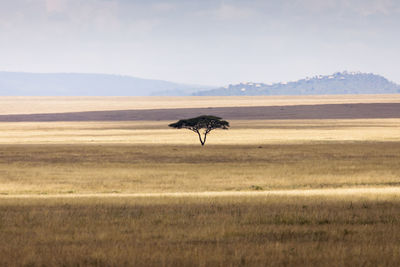 View of horse on field against sky