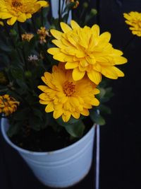 Close-up of yellow flowers blooming outdoors