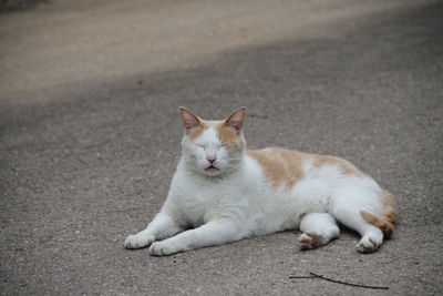 Cat lying on road