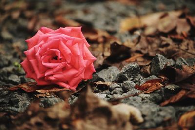Close-up of rose blooming outdoors