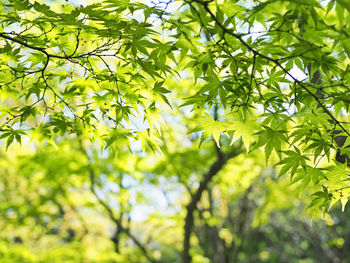 Low angle view of leaves on tree