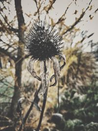 Close-up of thistle