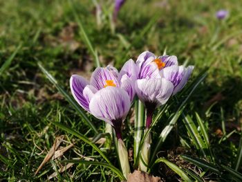 Close-up of purple crocus flowers