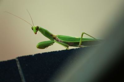 Close-up of insect on leaf