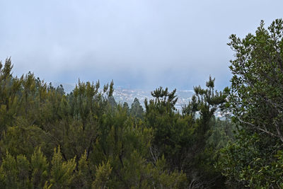 Trees in forest against sky